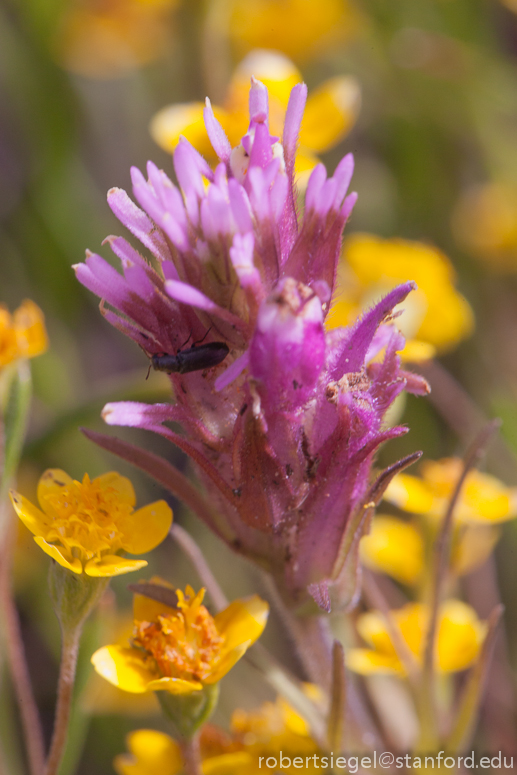 owl's clover